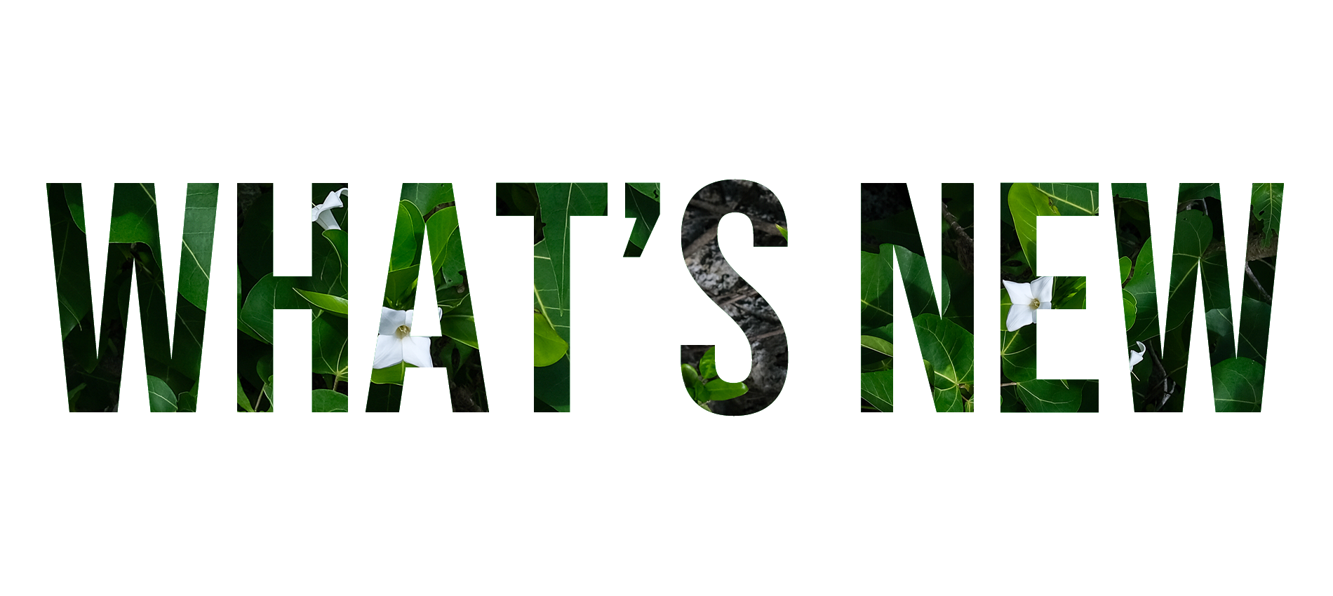 Beautiful landscape with a zoom effect on scroll